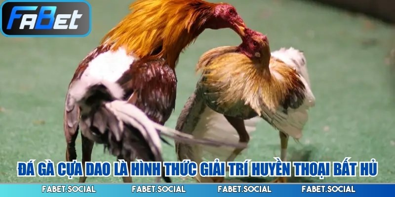 Đá gà cựa dao là hình thức giải trí huyền thoại bất hủ