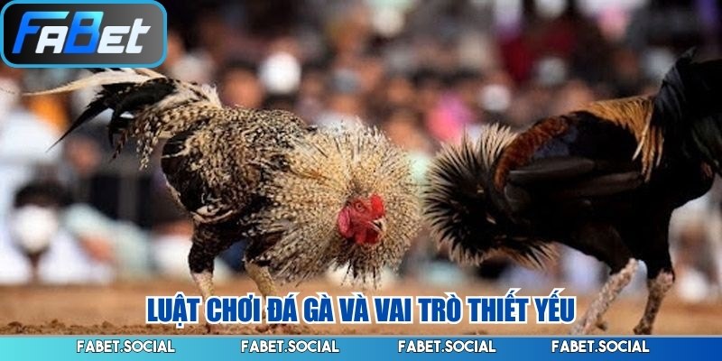 Luật chơi đá gà và vai trò thiết yếu